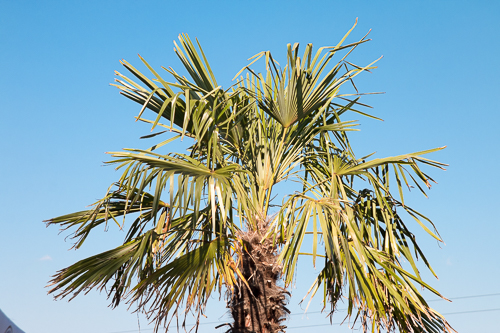 palmen im wake park wolfsburg
